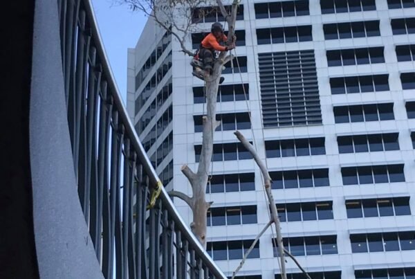 Cheap Tree Removal- Tree Services