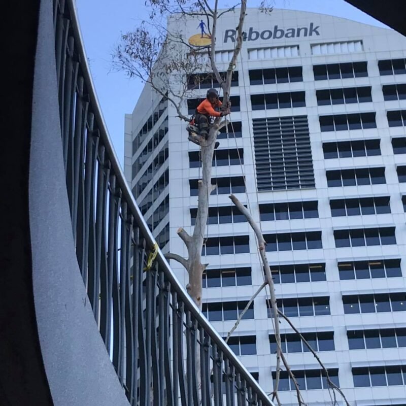 Cheap Tree Removal- Tree Services