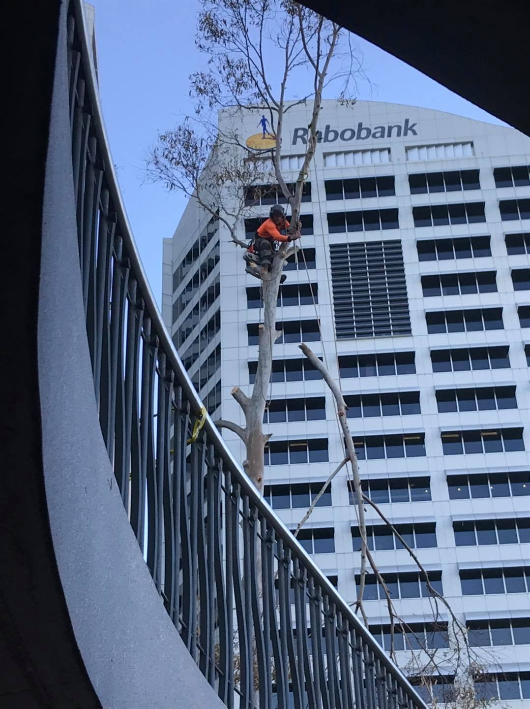 How to Find Cheap Tree Removal in Baulkham Hills Without Compromising Safety