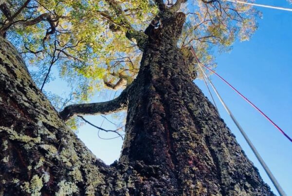 Tree Inspection service