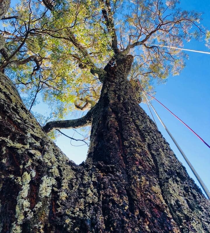 Tree Inspection service
