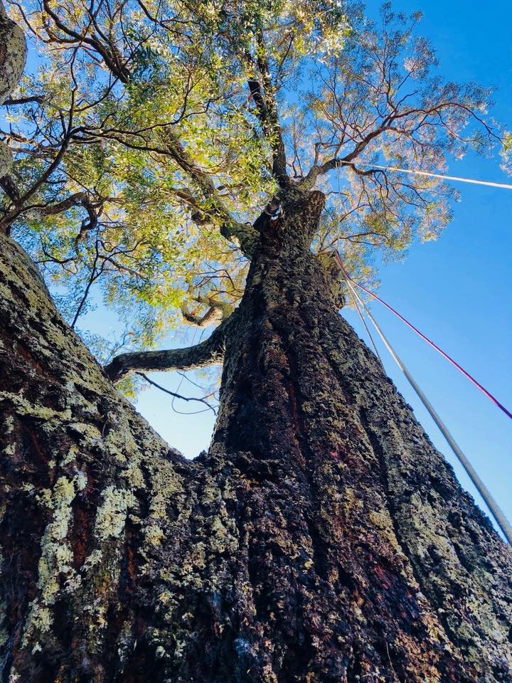 7 Warning Signs You Need a Tree Inspection in Baulkham Hills