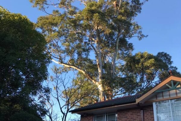 Tree Care- Emergency Tree Branch Removal
