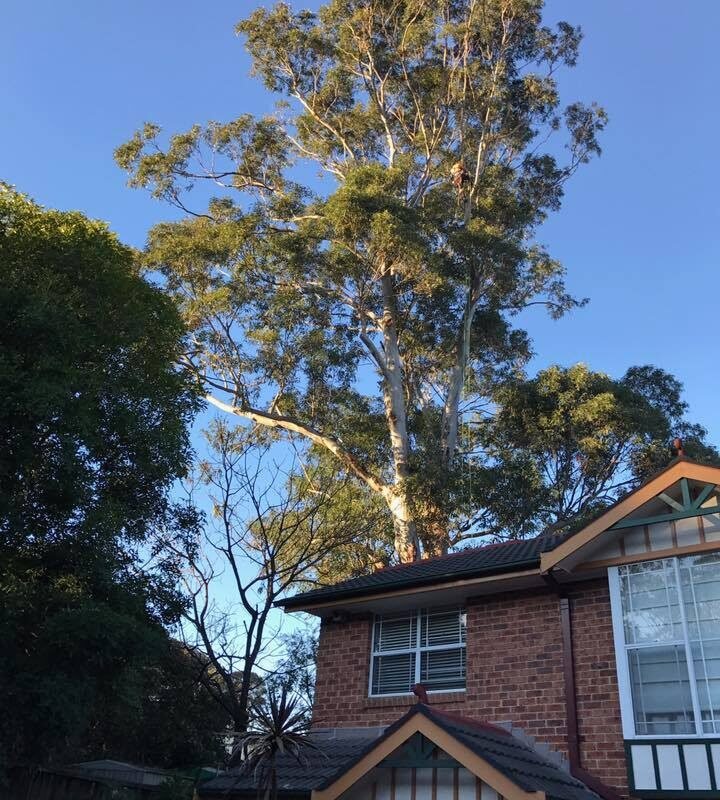 Tree Care- Emergency Tree Branch Removal