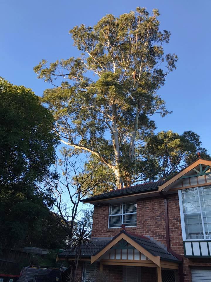 How Emergency Tree Branch Removal Can Prevent Property Damage
