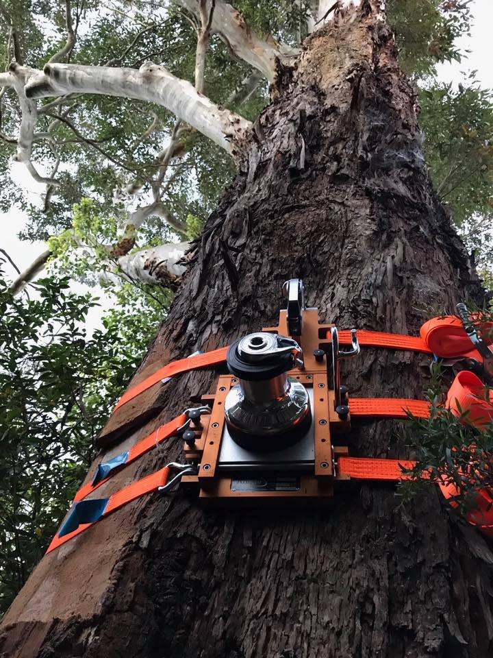 Tree Inspect