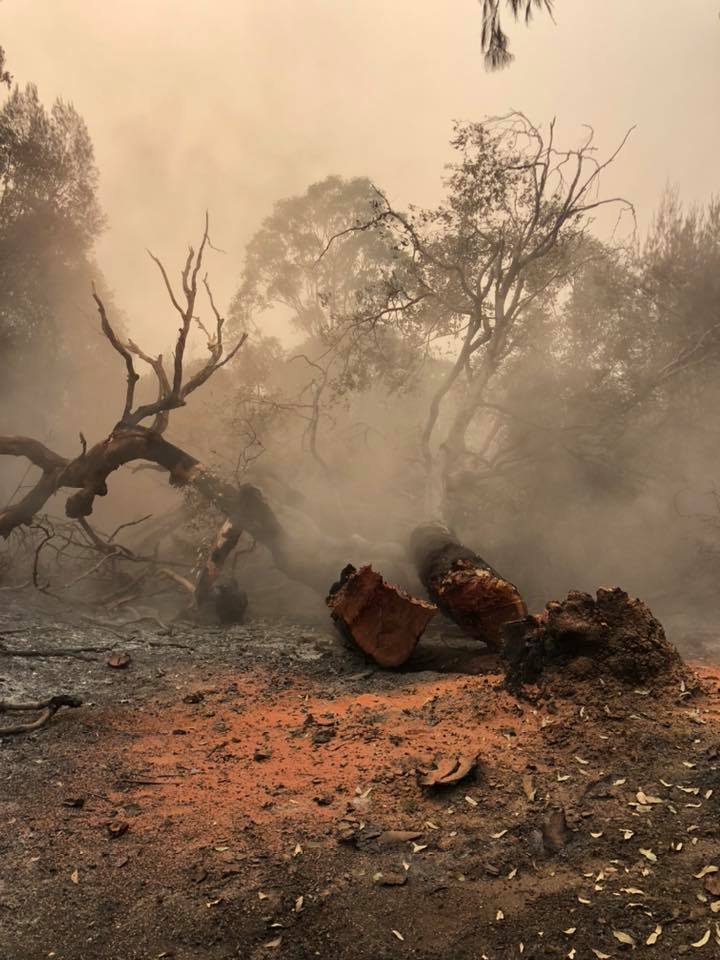 Land Clearing & Hazardous Tree Removal