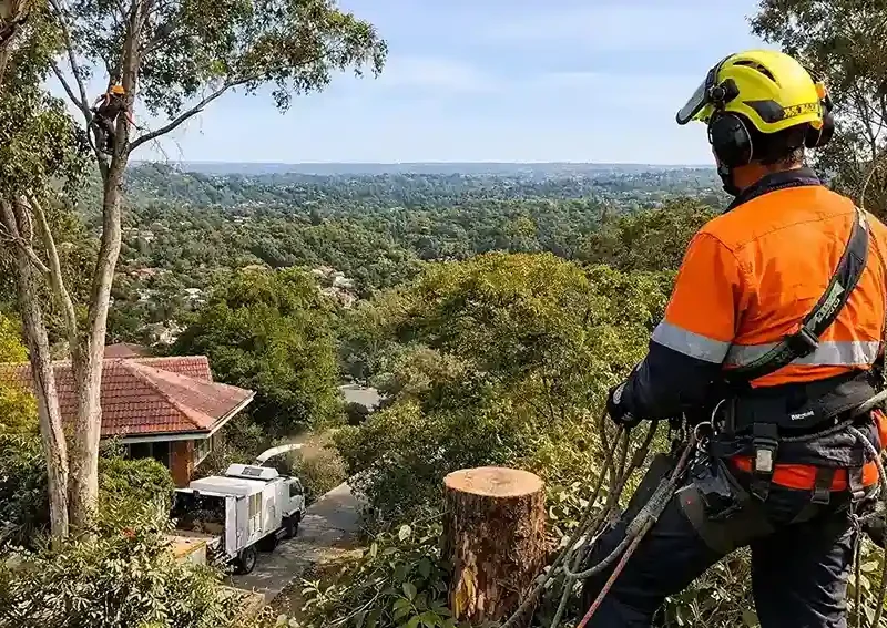 Arborist Service