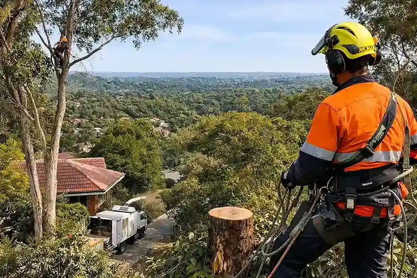 How Arborist Service Keeps Baulkham Hills Homes Safe