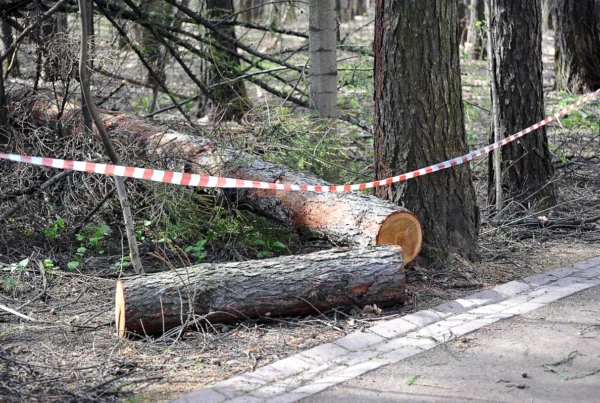 Dead Tree Removal