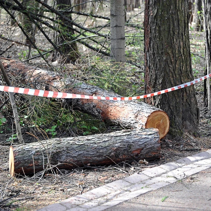 Dead Tree Removal