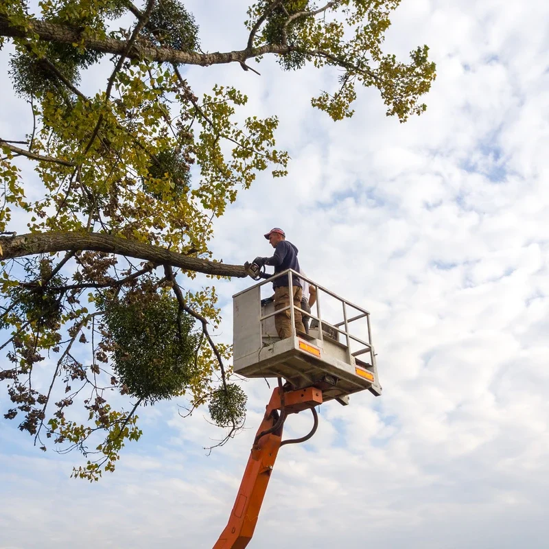 Emergency Tree Service Baulkham Hills