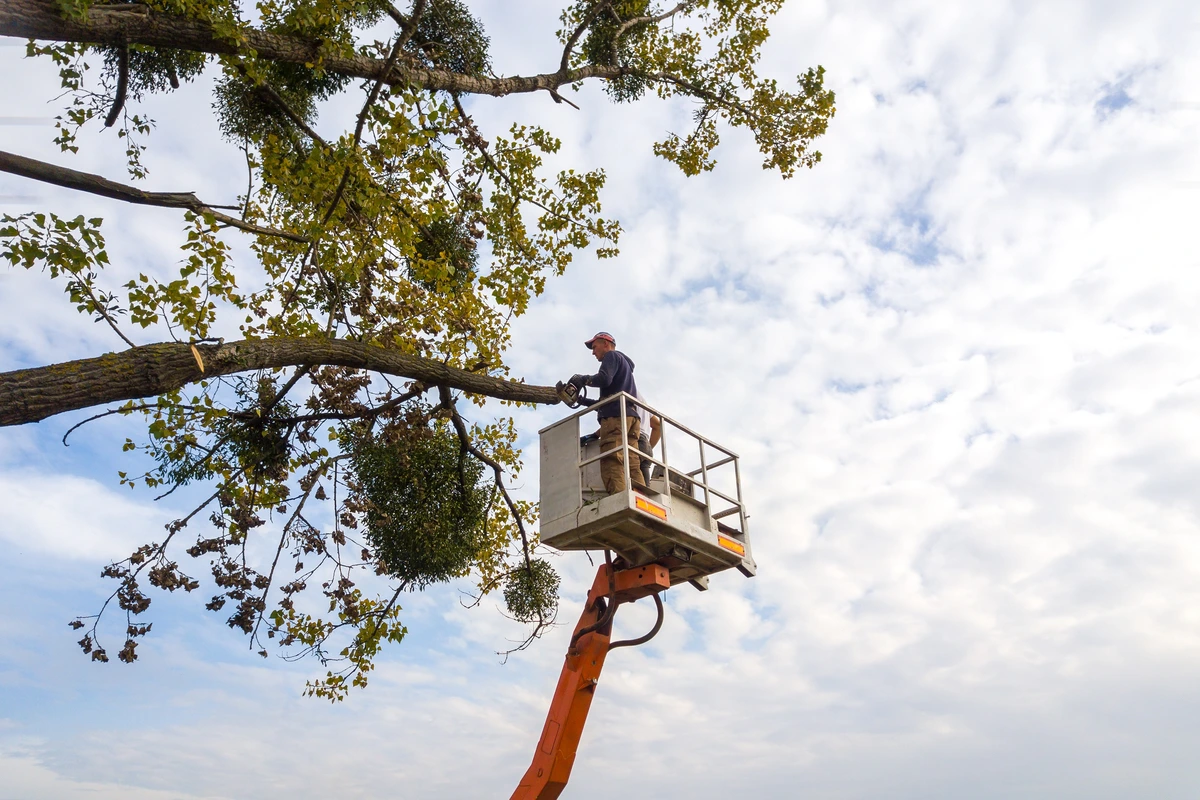 Emergency Tree Service in Baulkham Hills: 7 Signs You Need Help Fast