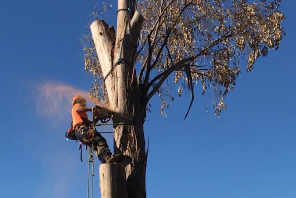 Tree Pruning Baulkham Hills- tree cutting
