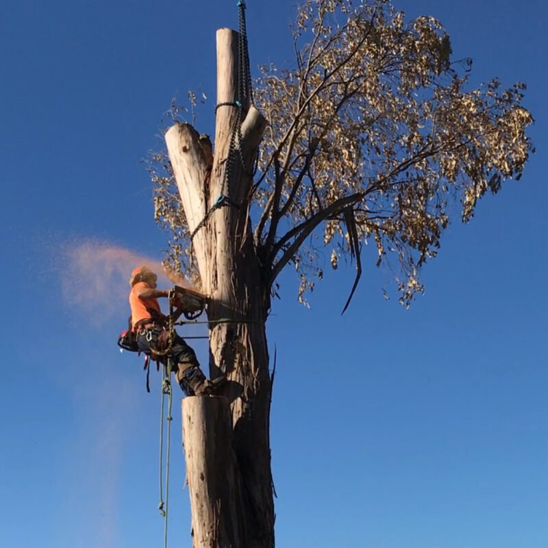Tree Pruning Baulkham Hills- tree cutting