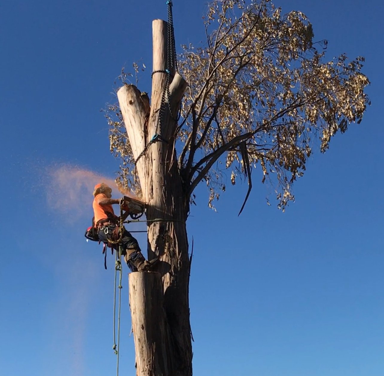 Tree Pruning Baulkham Hills: How to Manage Overgrown Branches