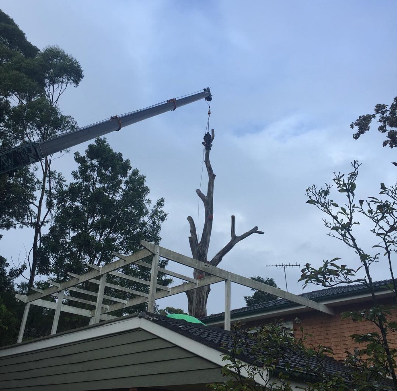 Uprooted tree