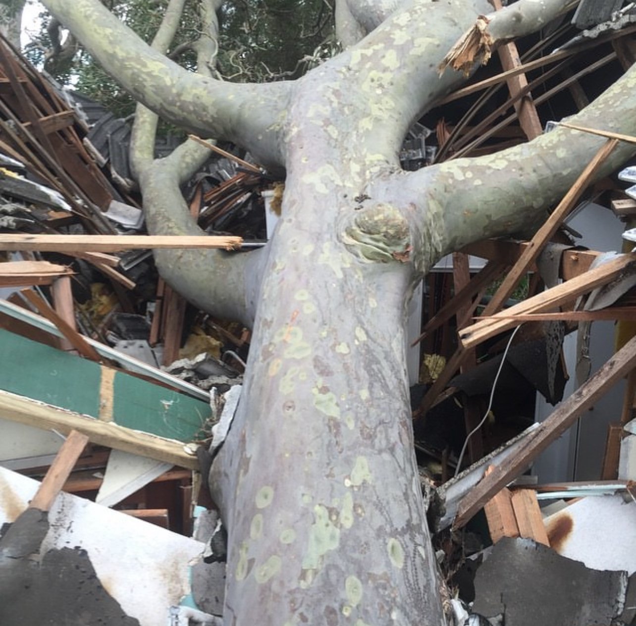 Large fallen tree crushing