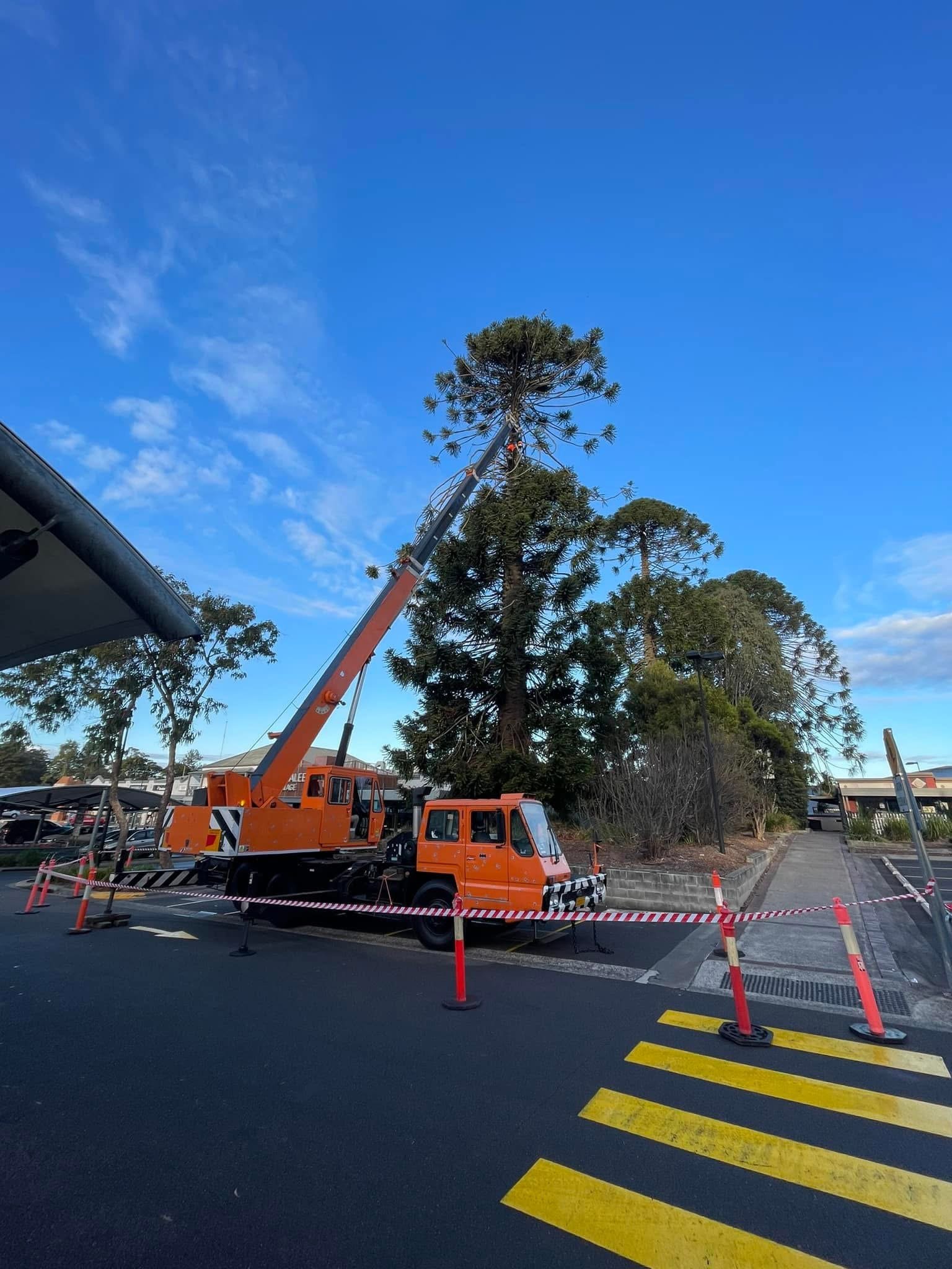 Arborists using a crane