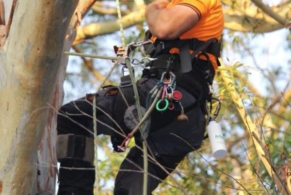 what does an arborist do