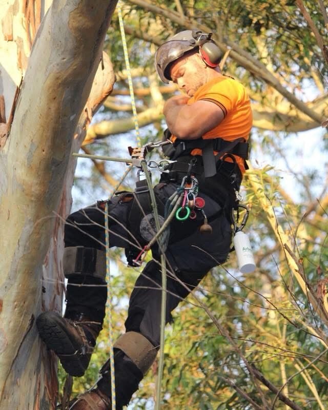 what does an arborist do