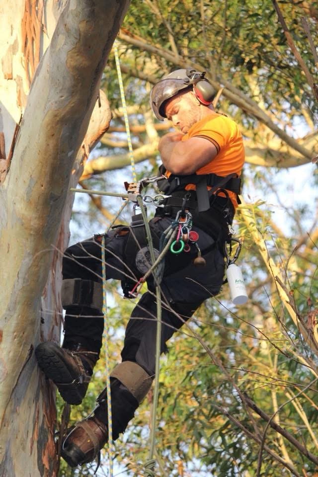 What Does an Arborist Do in Australia in 2026 — A Complete Guide for Homeowners