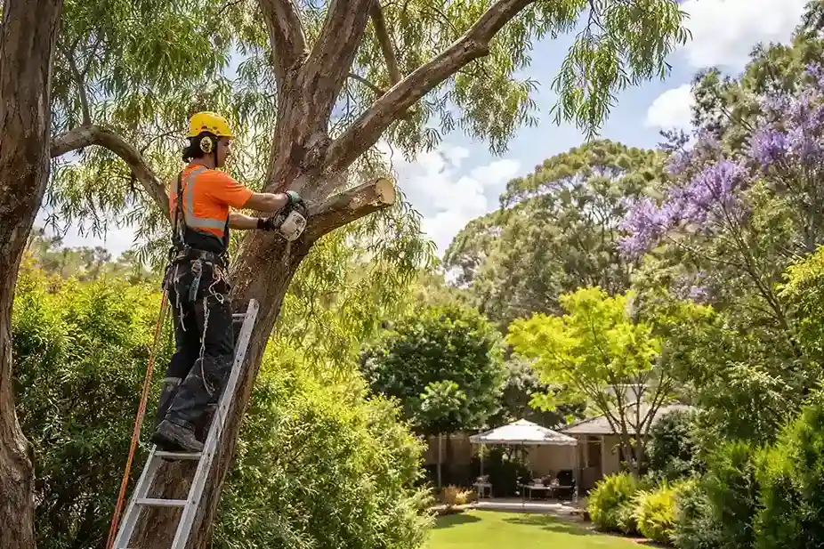 How Professional Tree Trimmers Protect Homes in Baulkham Hills