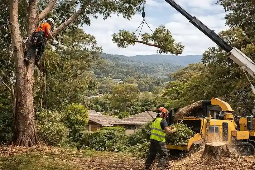 What to Know About Tree Care Services in Baulkham Hills