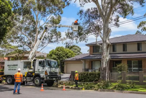 Expert tree care services in Baulkham Hills protecting homes and power lines through safe tree pruning and maintenance