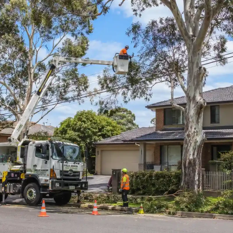 Expert tree care services in Baulkham Hills protecting homes and power lines through safe tree pruning and maintenance