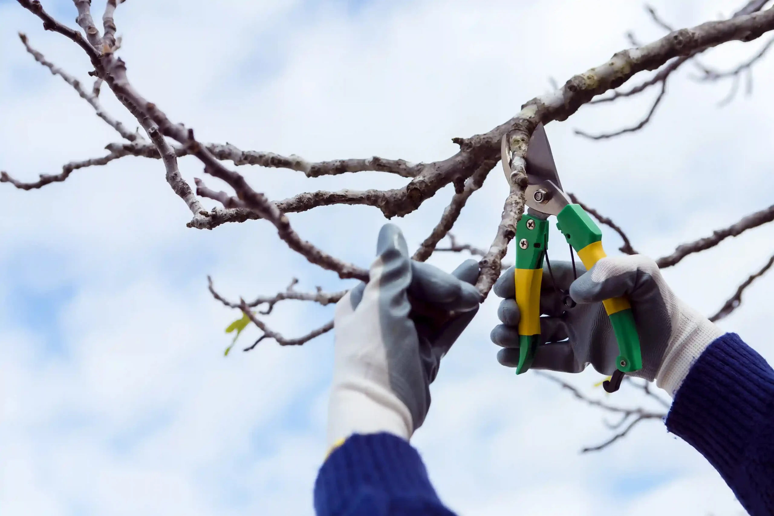 How Branch Removal Services Protect Baulkham Hills Homes