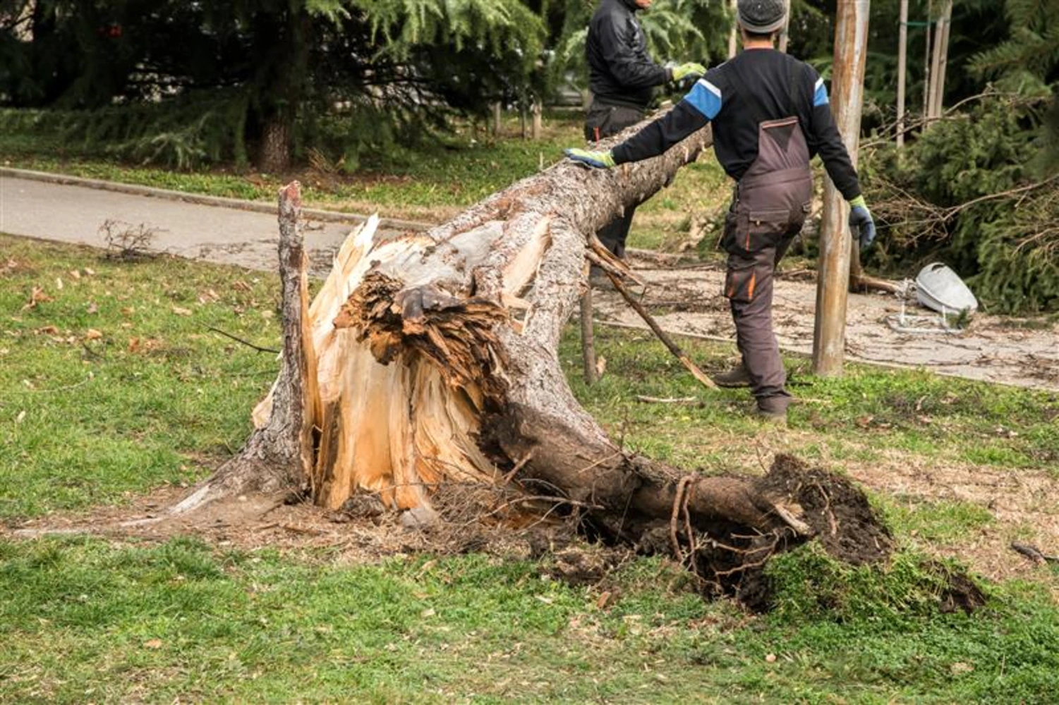 Stump Grinding Hills District