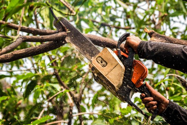 Arborist Tree Assessment- Arborist service
