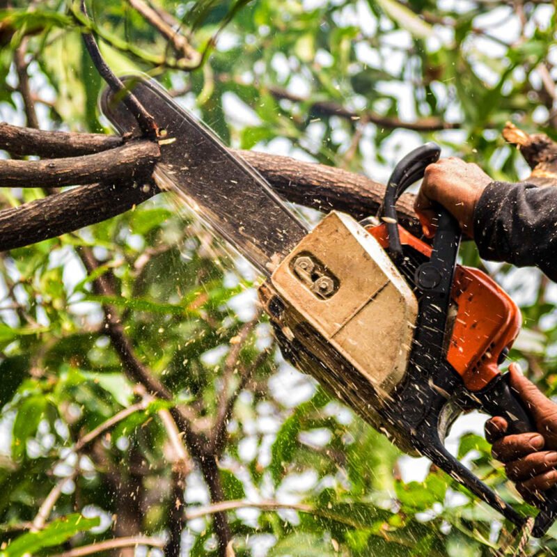 Arborist Tree Assessment- Arborist service