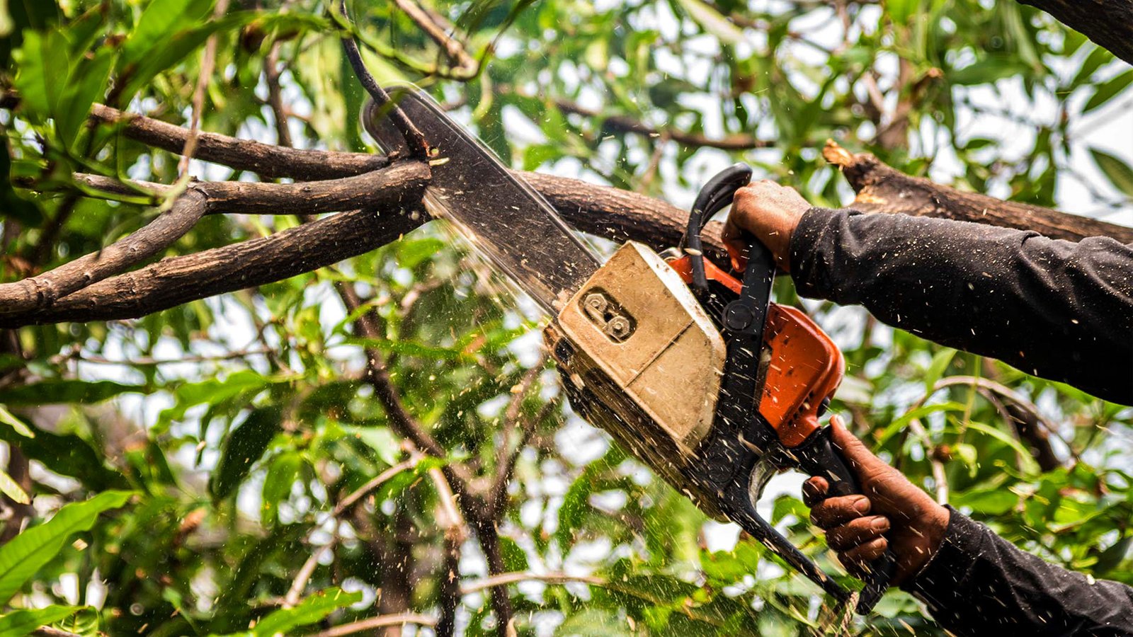Arborist service