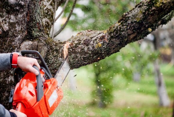 Emergency Tree Service