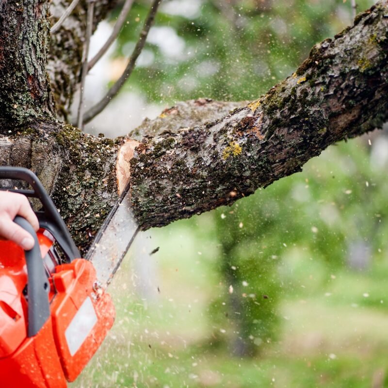Emergency Tree Service