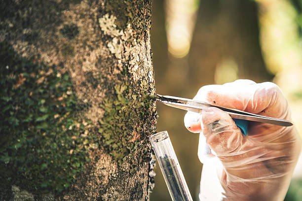 Researcher in the forest examines trees.