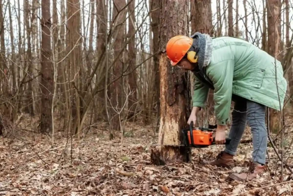how much does tree lopping cost in Australia