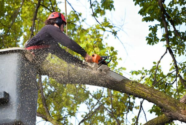 Tree Cutting Baulkham Hills