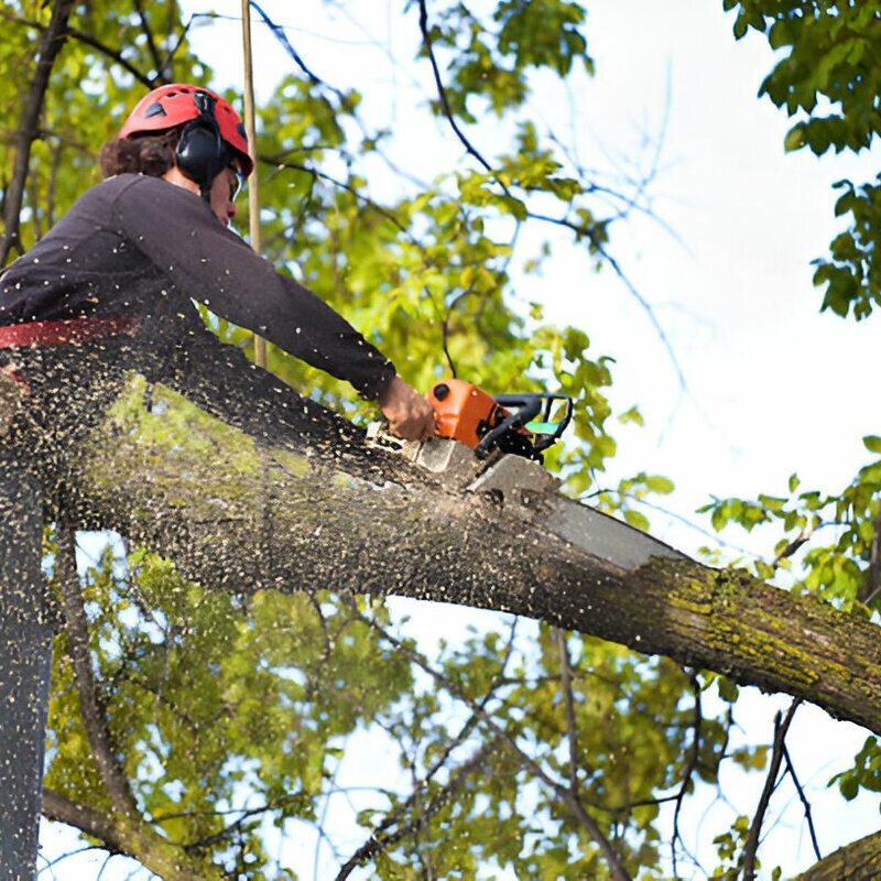 Tree Cutting Baulkham Hills